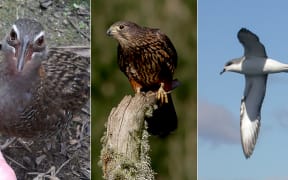 A banded rail, cook's petrel and NZ falcon.