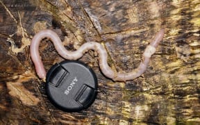 NZ Earthworm