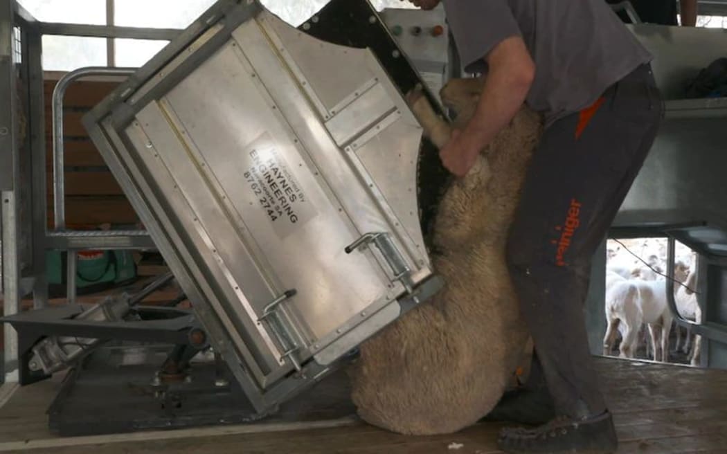 New tech promises to make shearing sheep less of a drag RNZ News