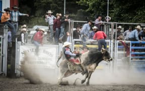 Bull riding at the Warkworth Rodeo.