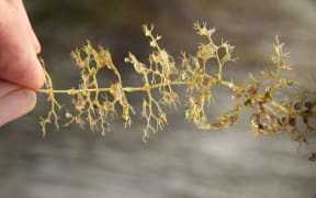 Southern bladderwort Utricularia australis