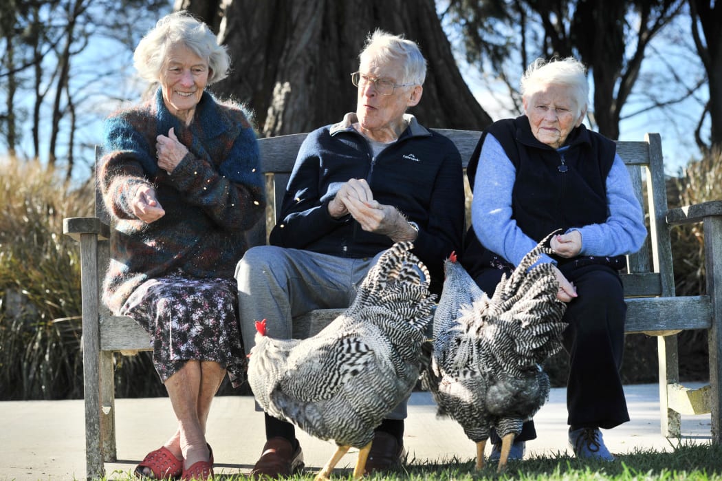 Feeding the Plymouth Rock roosters which have made themselves at home at Leslie Groves Hospital in Wakari, Dunedin, are (from left) Margaret Pennycuick (84), Grant Moody (89) and Patricia Siegle (90).