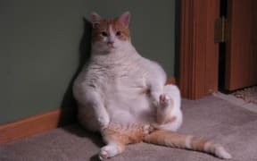 60 percent of all cats in the USA are overweight, according to a recent study