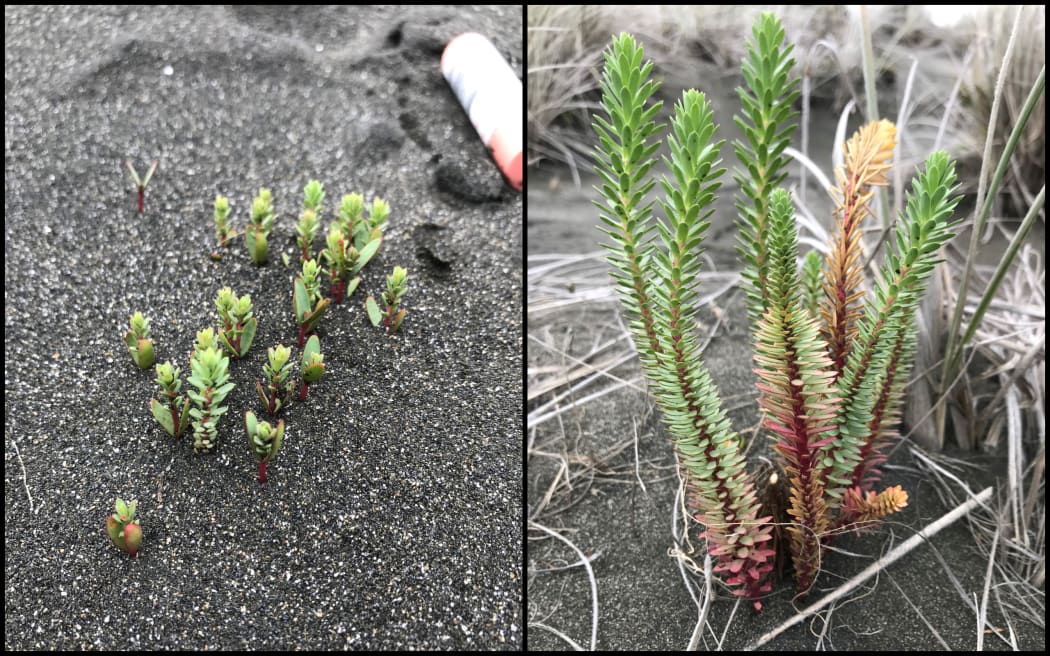 Young sea spurge (left) and older sea spurge.