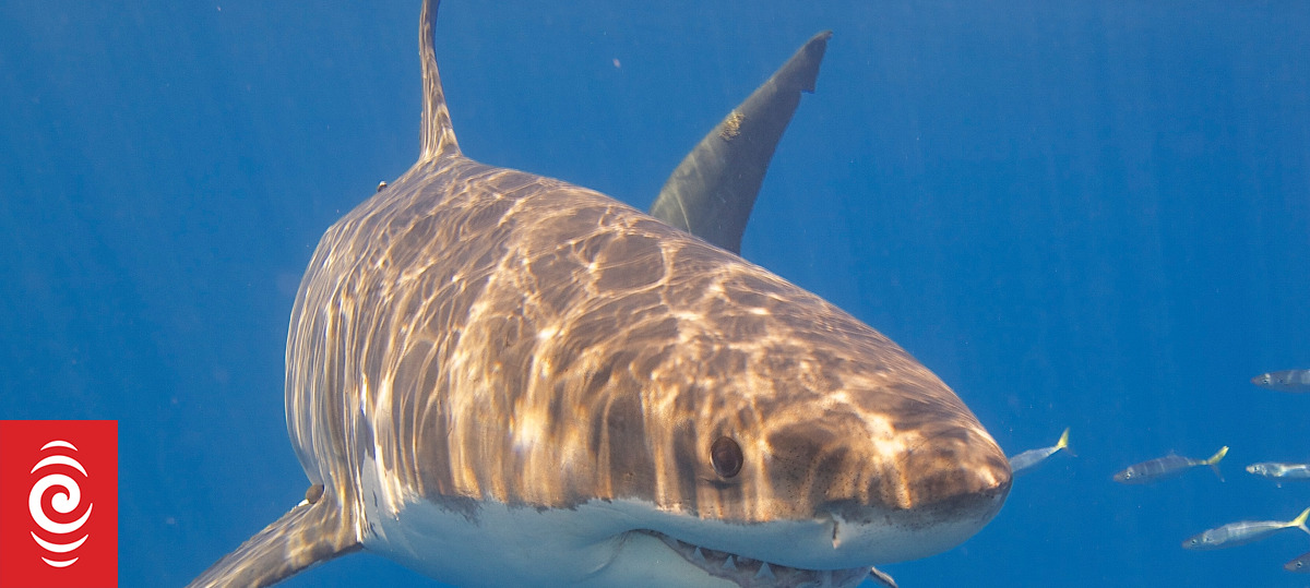 Dropping great white shark numbers cause concern | RNZ News
