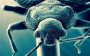 A bed bug seen through a microscope