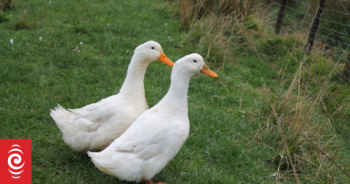 Duck owners’ bid for justice falls short