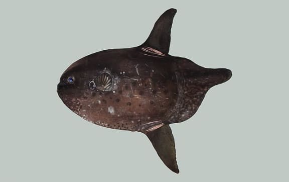 Blobfish and snailfish – Deep-sea creatures – Te Ara Encyclopedia of New  Zealand