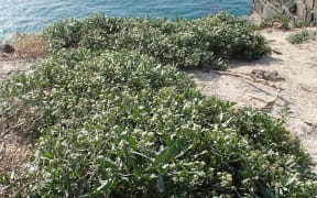 Lepidium plants with sea in the background