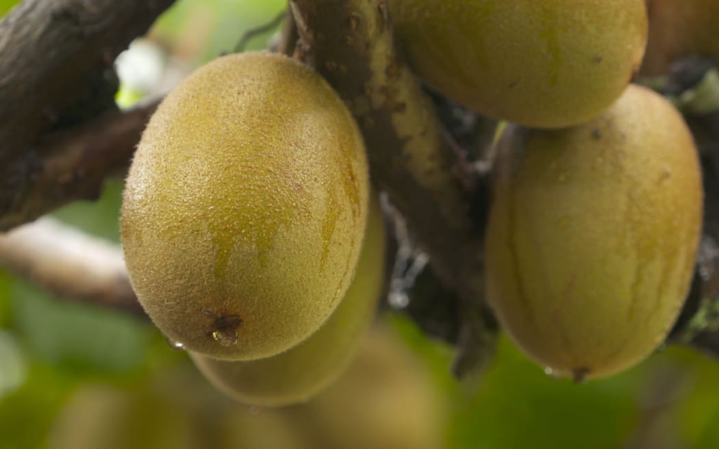 Kiwifruit is a popular fruit to grow in Tairāwhiti.