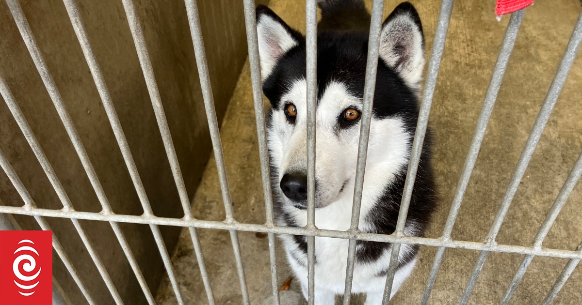 Pandemic pets now left to their own devices - Vimarsana News