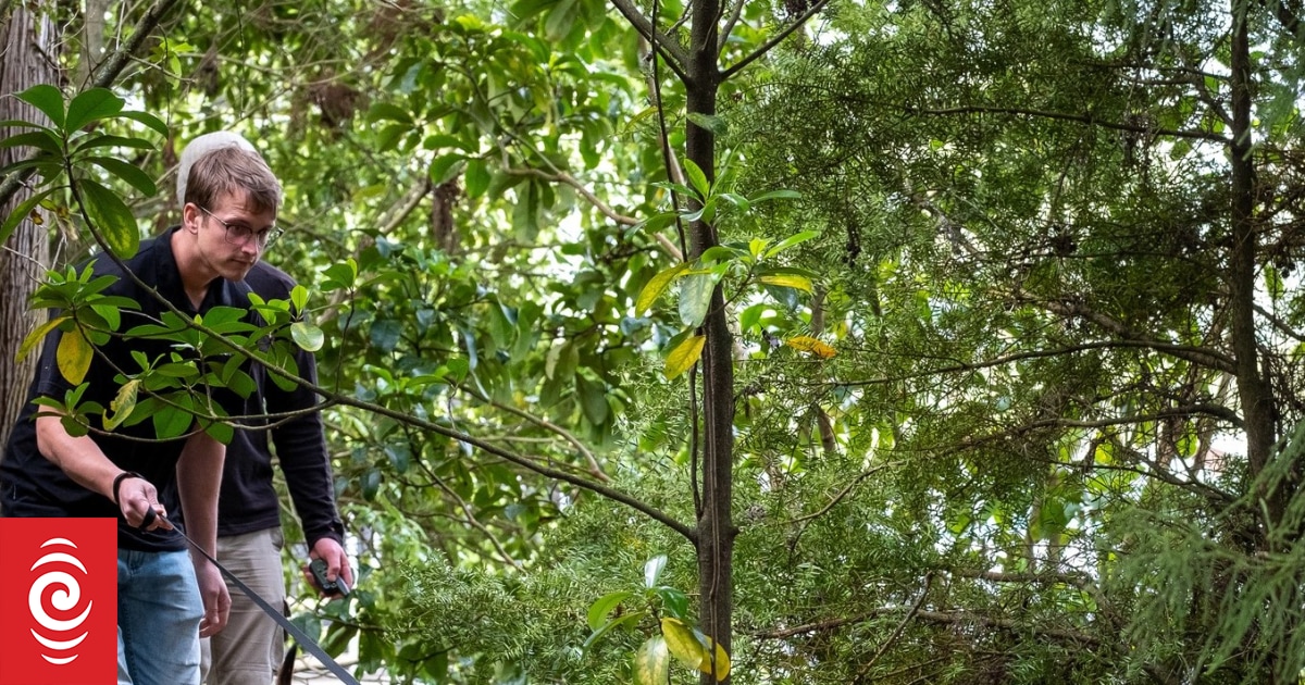 New Robo Kiwi hoped to curb dog attacks on national bird - Vimarsana News
