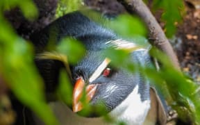 Tawaki or Fiordland crested penguins live in dense forest in southern New Zealand.