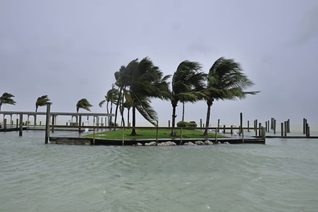Palm trees blow in the high wind in the Florida Keys.