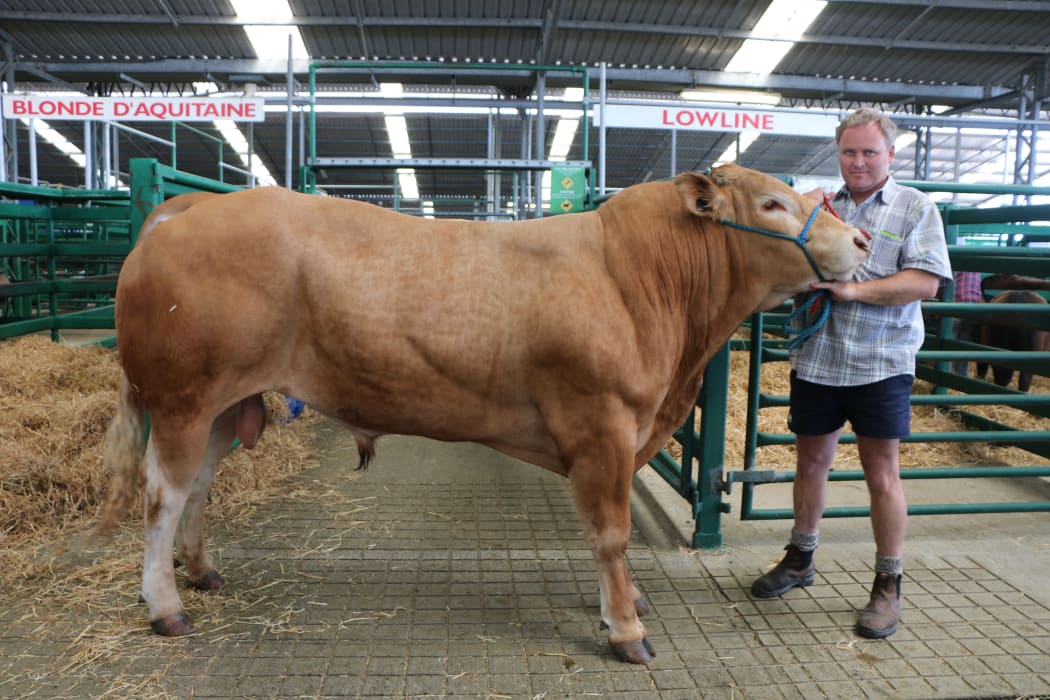 Chris Herbert with Nigel, a 2-year-old Blonde d'Aquitaine bull.