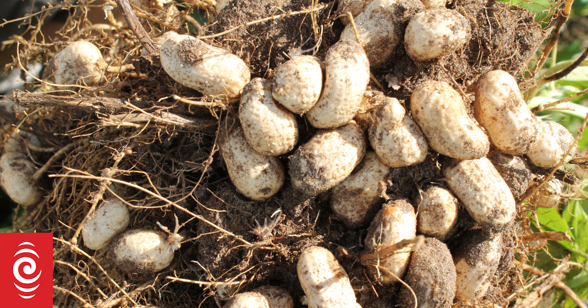 Peanut trial offers hope for new Northland home - Vimarsana News