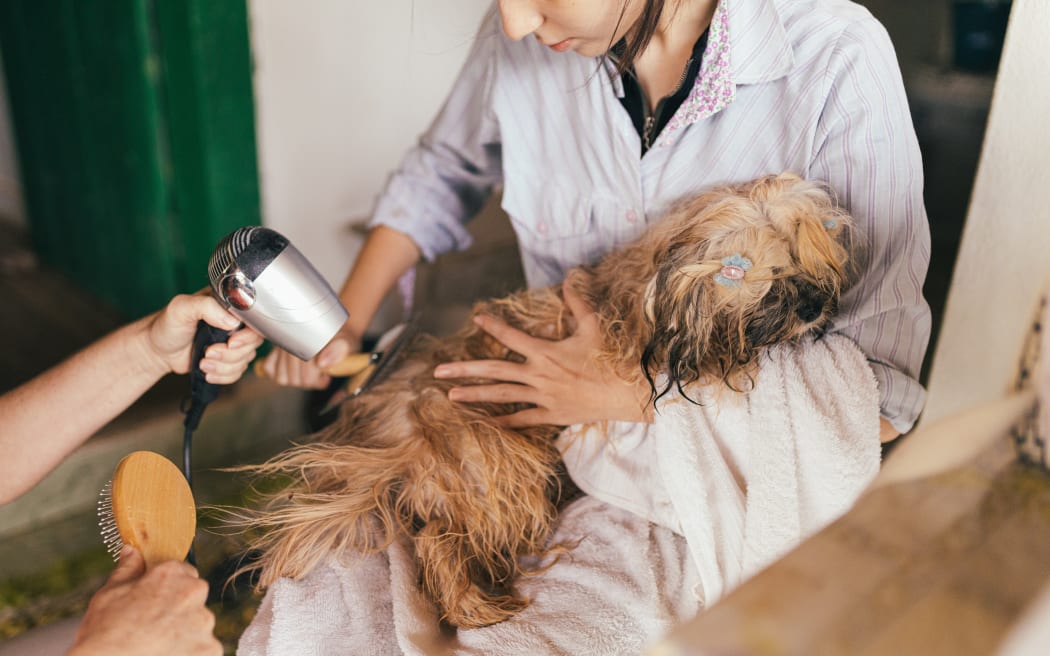 A pampered dog gets groomed.
