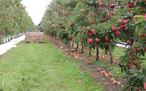 A Hawke's Bay apple orchard run by Johnny Appleseed.