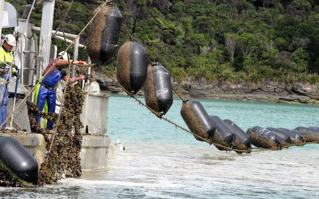 A mussel culture.  The aquaculture industry hopes to develop offshore marine farms.