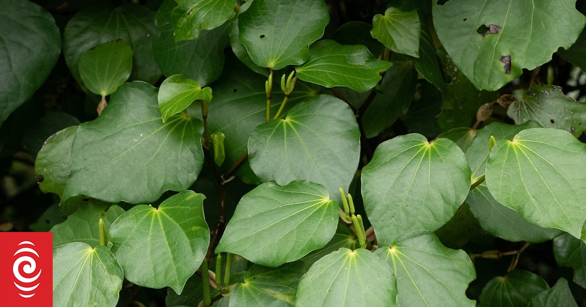 How to make the perfect Kawakawa tea RNZ