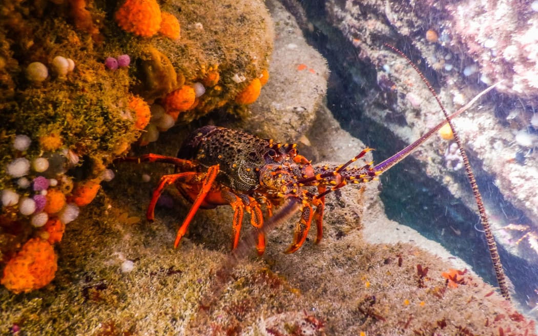 Koura / Crayfish at Tawharanui Marine Reserve