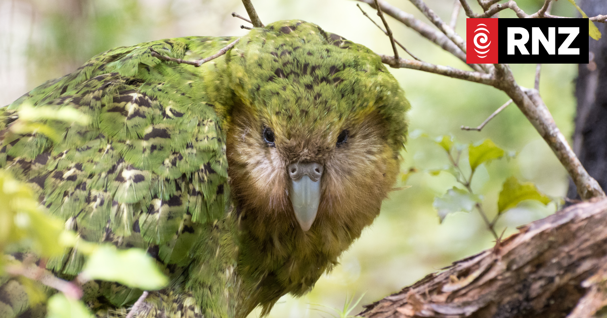 The charismatic kākāpō is booming, but its friends need help - Vimarsana News