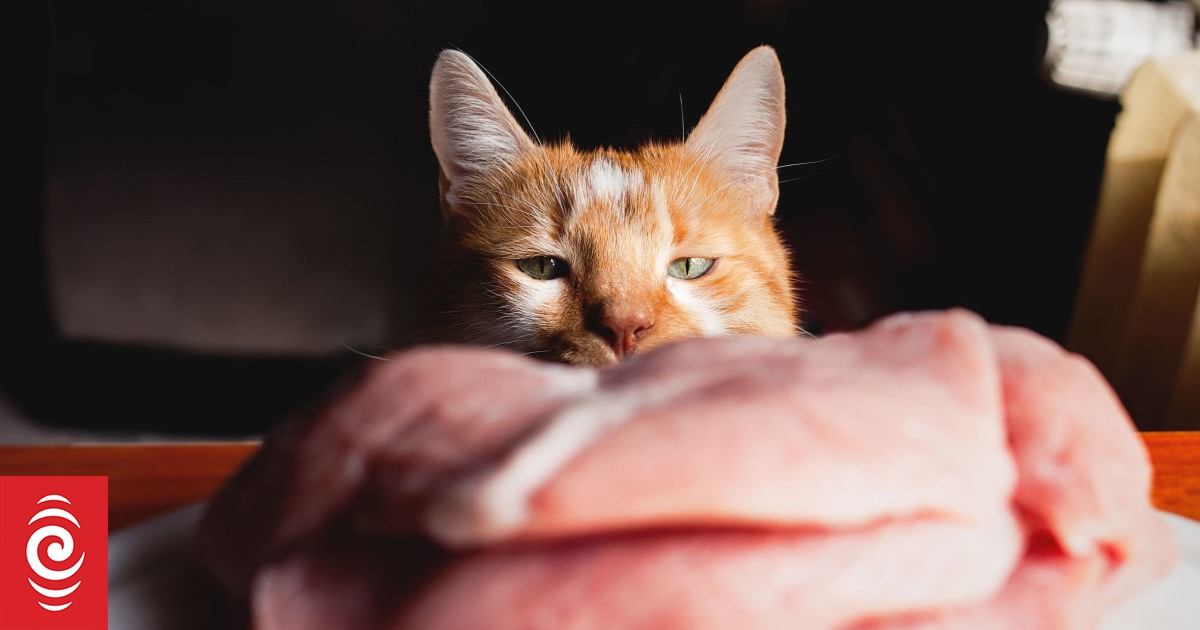 Covid19 Lockdown exacerbates pet food shortage RNZ