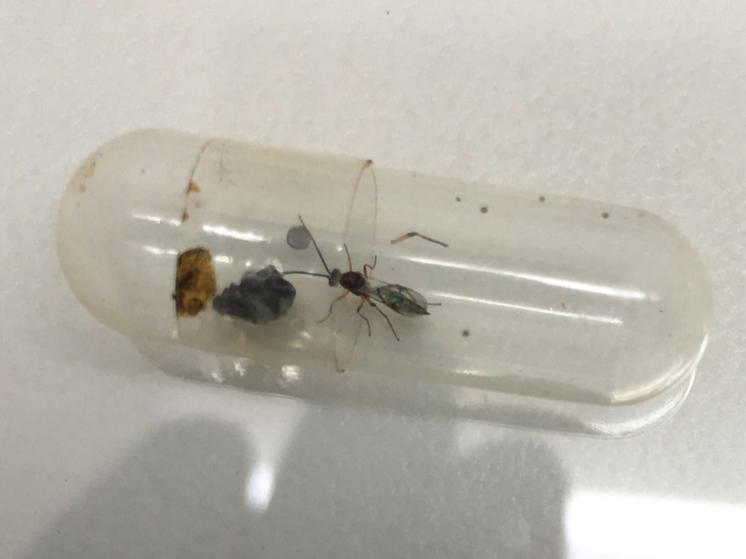 A parasitic Pauesia wasp emerging from a giant willow aphid mummy in the lab.
