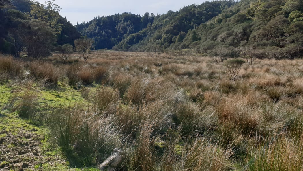 Tony Pascoe, who lives at Mangapēpeke Valley, says there's 23 species of native birds in the area, including kiwi roaming the area.