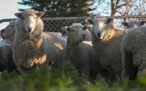 Wool prices have taken a big hit due to Covid-19, farmers are worried