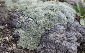 Australian biosecurity destroyed a collection of New Zealand lichen specimens destined for the Australian National Herbarium in Canberra.