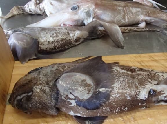 Spookfish and Other Deep Sea Sharks | RNZ