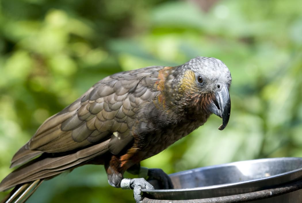 The kaka, a native New Zealand parrot, is classified as nationally vulnerable (as at February 2016).