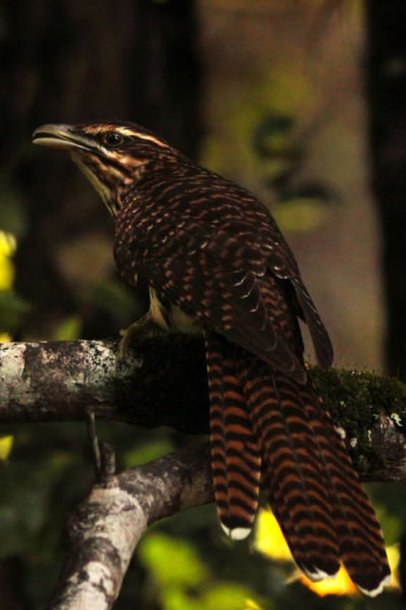 Long tailed cuckoo