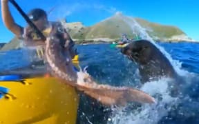 Film maker Taiyo Masuda captured the moment his friend Kyle Mulinder was slapped in the face by a seal.