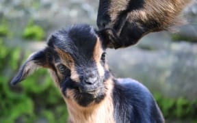 Kid goat, Staglands
