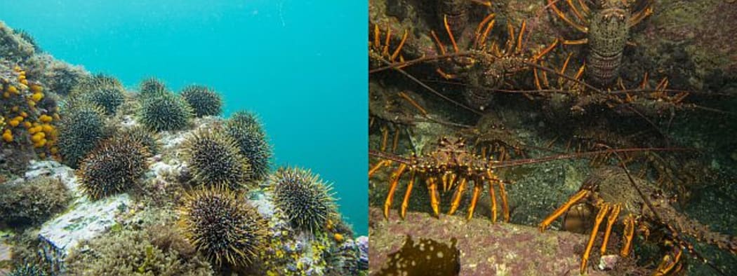 Views inside and outside a marine reserve: 'kina barrens' (left) marked by lots of sea urchins and an absence of kelp are a common sight in the Hauraki Gulf, whereas inside fully protected marine reserves (right) kina barrens are replaced by good numbers of predators such as crayfish and snapper.