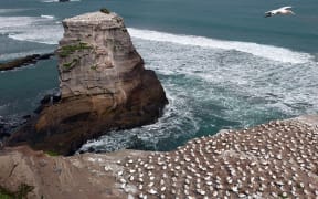 Surfers and seabirds at the gannet colony, Muriwai