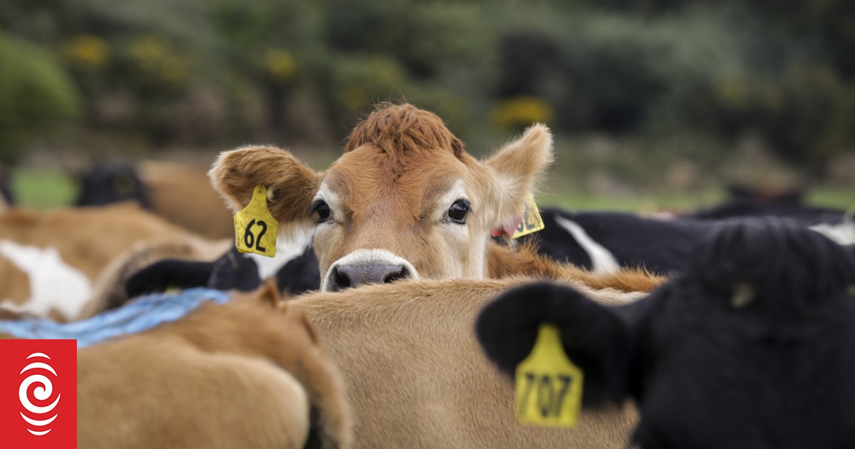 OFI to build Tokoroa dairy plant for desserts, beverages, baked goods