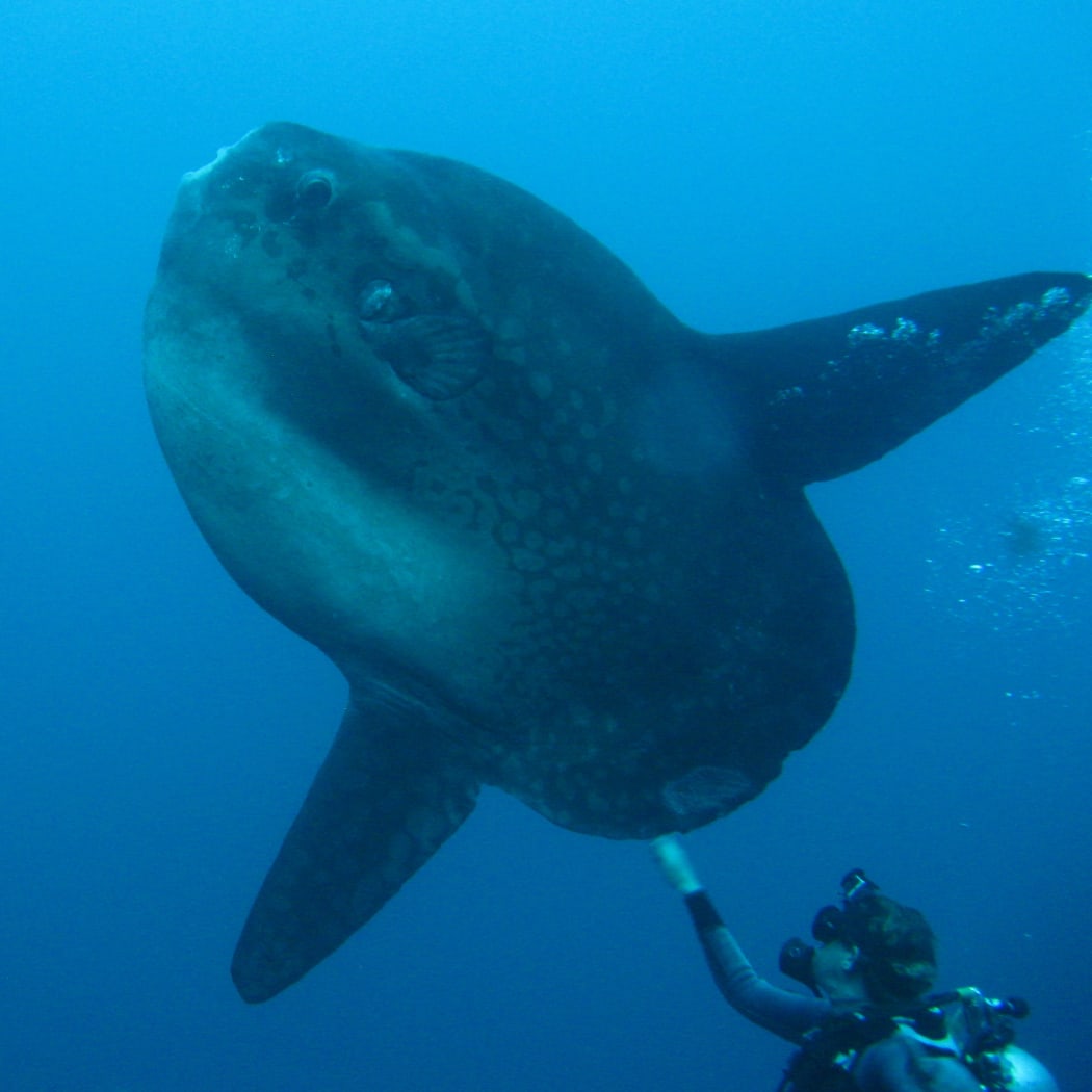 Dr Marianne Nyegaard diving with a large bump-head sunfish.