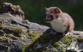 A stoat perched on a log