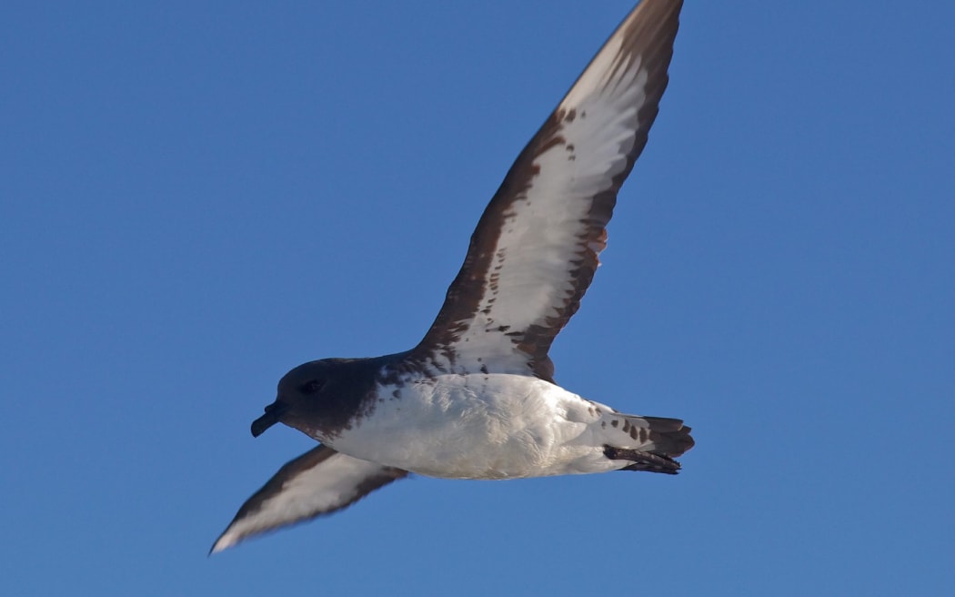 Hutton's shearwater, gliding wings outstretched, Kaikoura, New Zealand