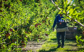 RSE worker in a Hawke's Bay orchard.