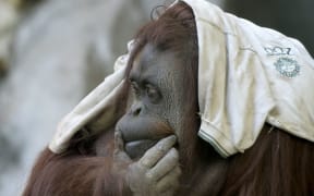 Sandra, a 29-year-old orangutan at Buenos Aires' zoo, on May 20, 2015. Sandra got cleared to leave a Buenos Aires zoo that was her home for 20 years, after a court ruled she was entitled to more desirable living conditions.