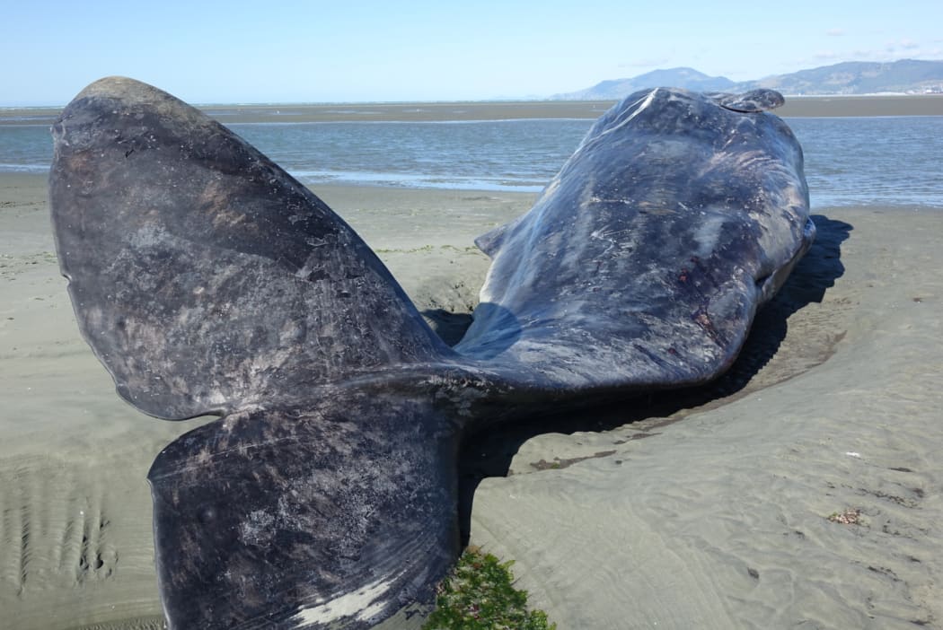 The dead sperm whale that washed up on Rabbit Island today.