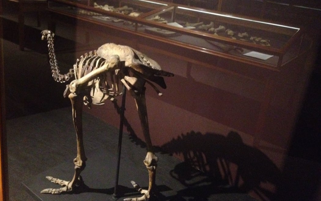 Moa skeleton at the Whanganui Regional Museum