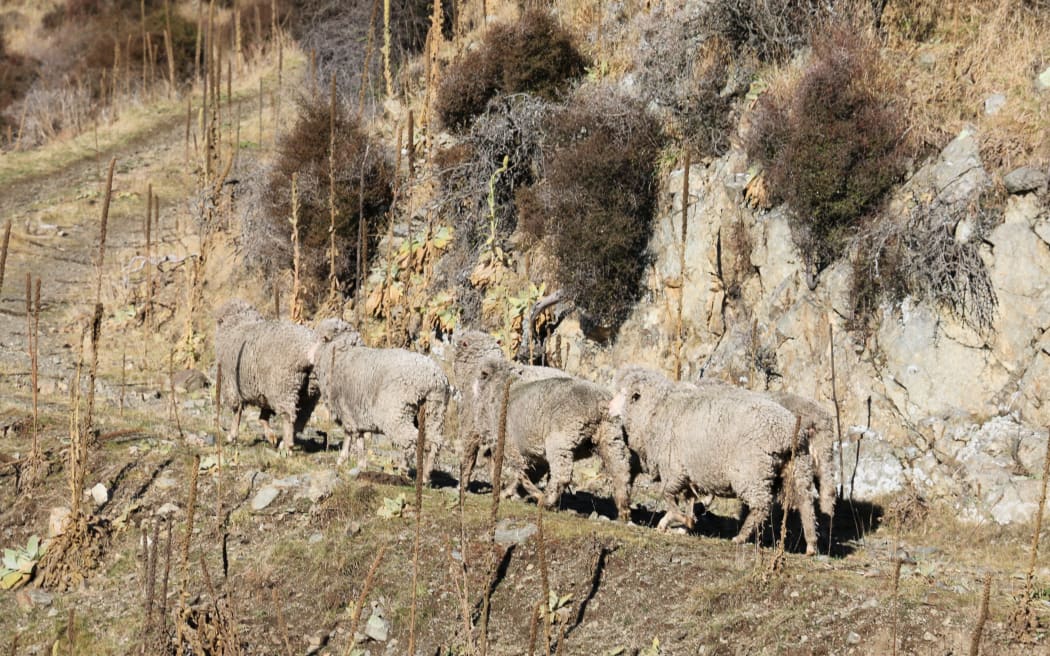 Sheep farmer struggles to control huge hungry hoppers RNZ