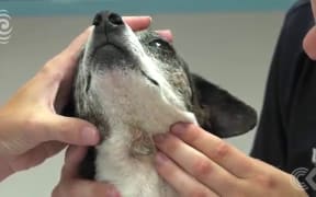 SPCA under-resourced to prosecute cruelty: RNZ Checkpoint