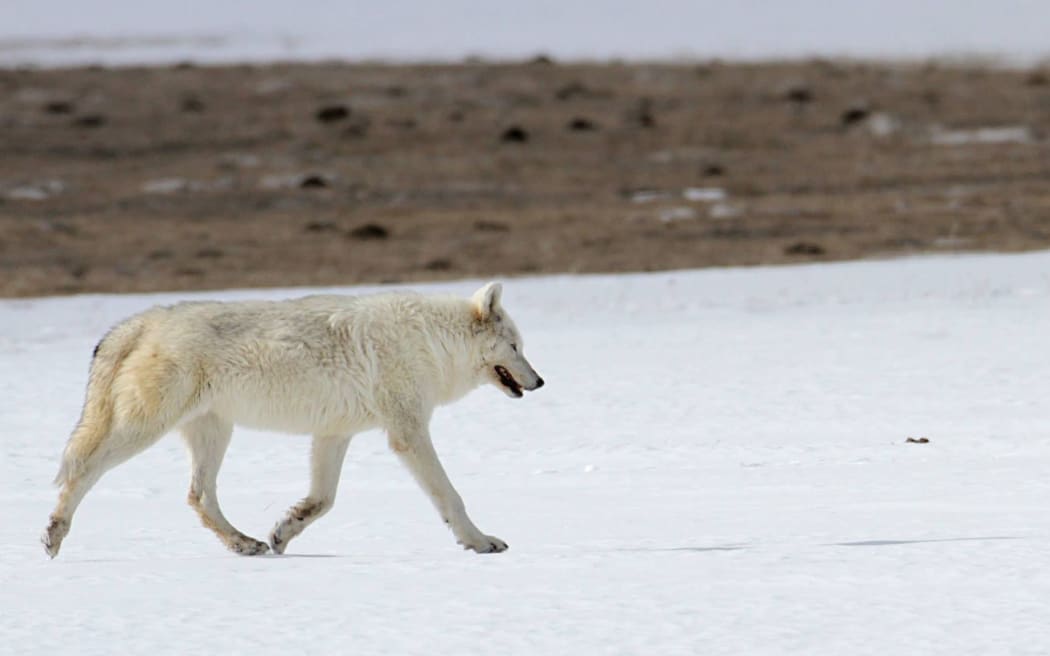 The rare white wolf that died after being shot at Yellowstone National Park.