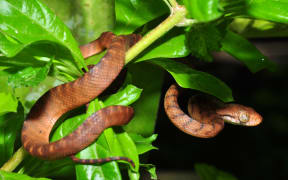 Brown tree snake in Guam